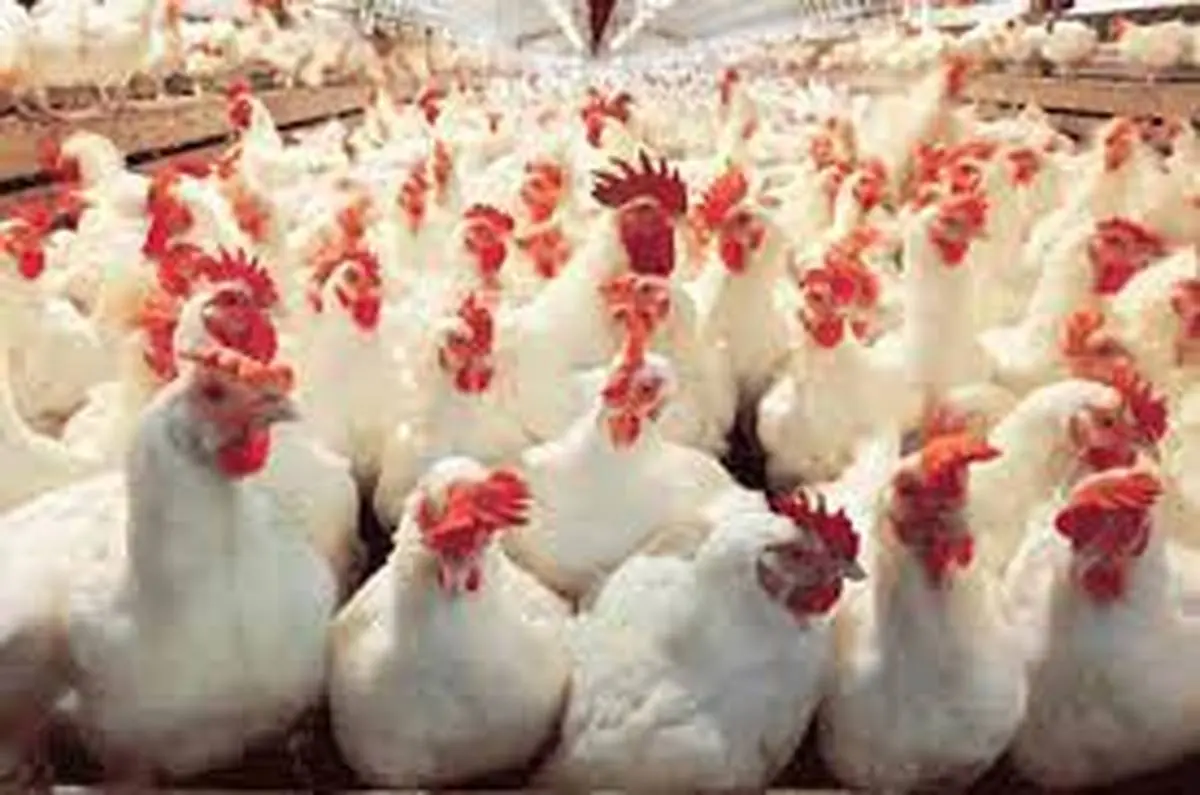  استفاده از تریاک در صنعت مرغداری  |   سازمان دامپزشکی پاسخ داد