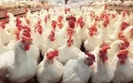  استفاده از تریاک در صنعت مرغداری  |   سازمان دامپزشکی پاسخ داد