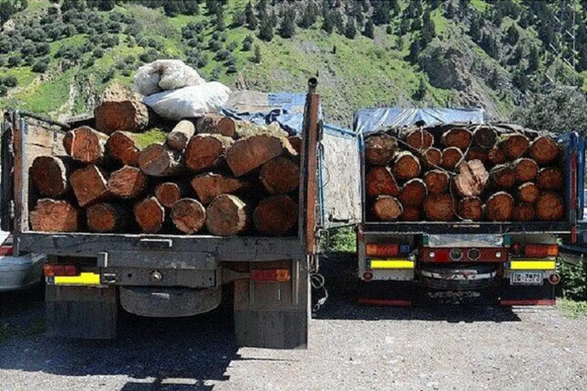 طرح تنفسی که نفس جنگل‌های هیرکانی را گرفت | به داد جنگل برسید