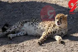 اولین فیلم از خانم یوز پلنگ باردار ایران ! | ایران خانم 10 اردیبهشت مادر می شود