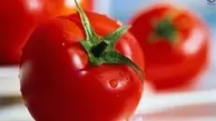 قیمت گوجه فرنگی طی ۱۰ تا ۱۵ روز آینده، به تعادل می‌رسد |  کاهش قیمت گوجه فرنگی در بازار 