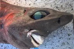 کشف نوعی جدید کوسه عجیب و غریب | ظاهری ترسناک و شیطانی