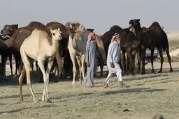 شترها هم صاحب بیمارستان میشوند | راه اندازی بیمارستان شتر در عربستان + عکس