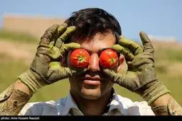 دو هفته صبر کنید گوجه به ۴ هزارتومان می‌رسد!