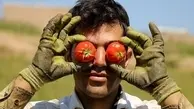 دو هفته صبر کنید گوجه به ۴ هزارتومان می‌رسد!