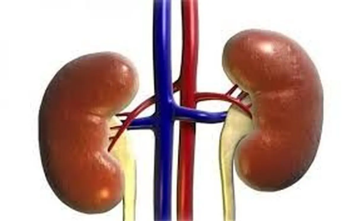  بررسی تاثیر کاکل ذرت در دفع سنگ‌ کلیه