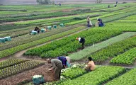 پیش‌بینی هولناک؛ درباره کشاورزی در ایران