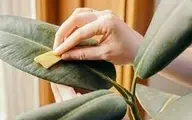 روش های برق انداختن برگ گیاهان آپارتمانی | با این روش گیاه شیک و تمیزی دارید 