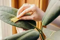 روش های برق انداختن برگ گیاهان آپارتمانی | با این روش گیاه شیک و تمیزی دارید 