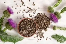 خار مریم، راه حل طبیعی مشکلات سلامت از کلسترول تا عارضه‌های کبدی 