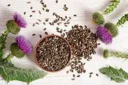 خار مریم، راه حل طبیعی مشکلات سلامت از کلسترول تا عارضه‌های کبدی 