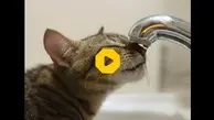 حرکات نمایشی و ژیمناستیک یک گربه روی شیر آب + ویدئو 