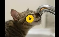 حرکات نمایشی و ژیمناستیک یک گربه روی شیر آب + ویدئو 