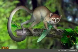 کشف قدیمی‌ترین پستاندار جهان در چین