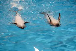 لحظه جالب از جفت گیری دلفین‌ها | باهم دیگه خیلی قشنگ میرقصن! + ویدئو