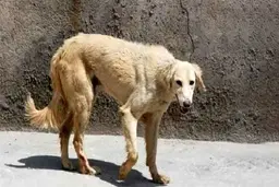 یک سگ ولگرد ۱۶ نفر را در یزد به بیمارستان فرستاد