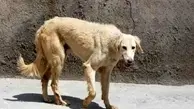 یک سگ ولگرد ۱۶ نفر را در یزد به بیمارستان فرستاد