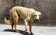 یک سگ ولگرد ۱۶ نفر را در یزد به بیمارستان فرستاد
