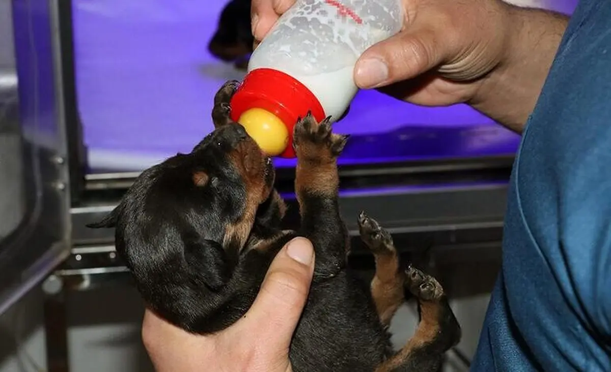 نجات باورنکردنی سگی که زیر آوارهای زلزله ترکیه زایمان کرده بود!