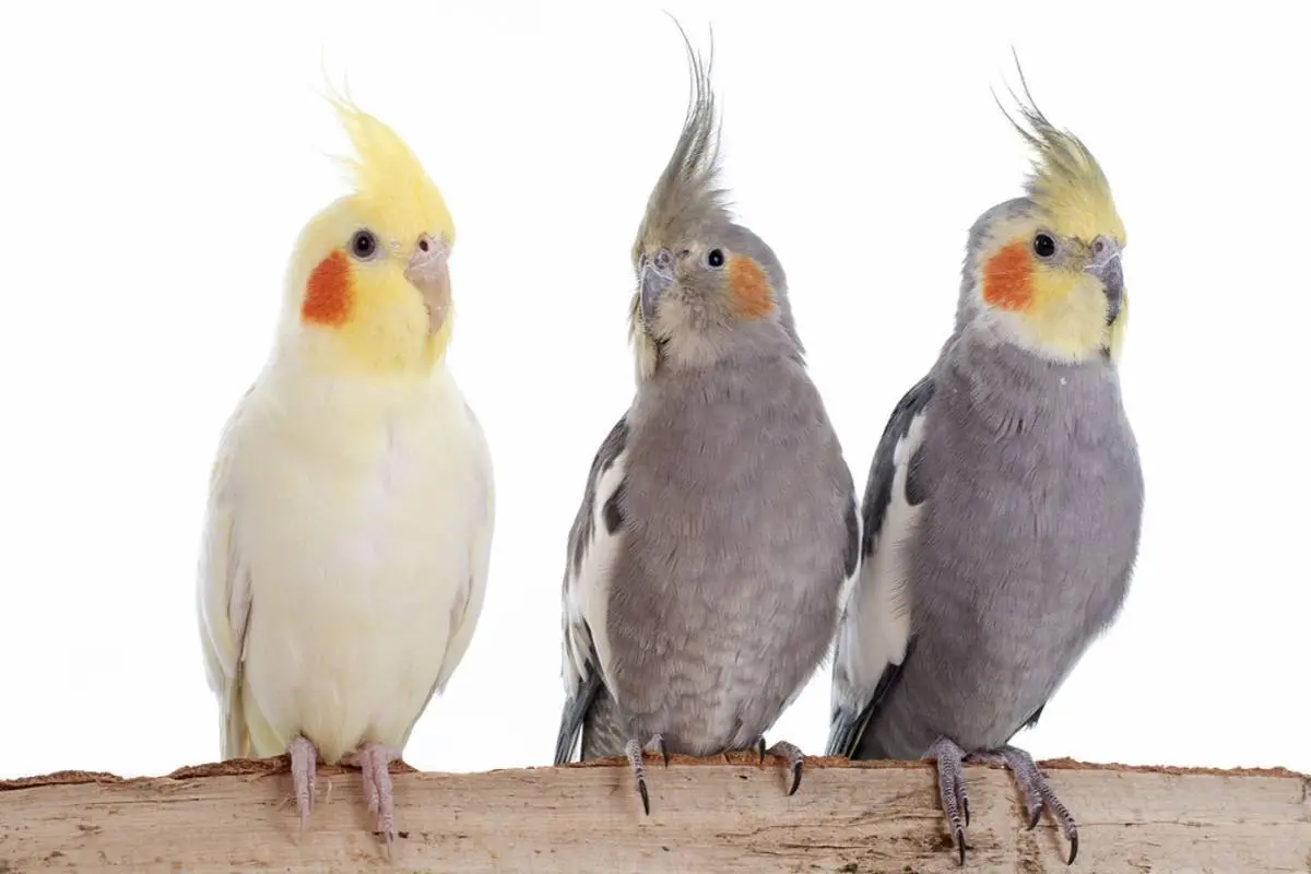 دومین پرنده محبوب دنیا را بیشتر بشناس! | همه چیز درباره غذای عروس هلندی