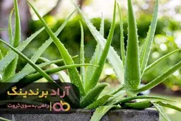 از رنگ سبز تا تولید در کسب و کار