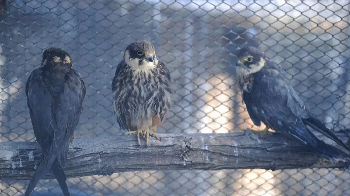 تکذیب تلف شدن پرندگان کلینیک پردیسان در اثر گرسنگی
