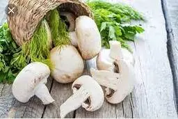 نگهداری و استفاده صحیح قارچ