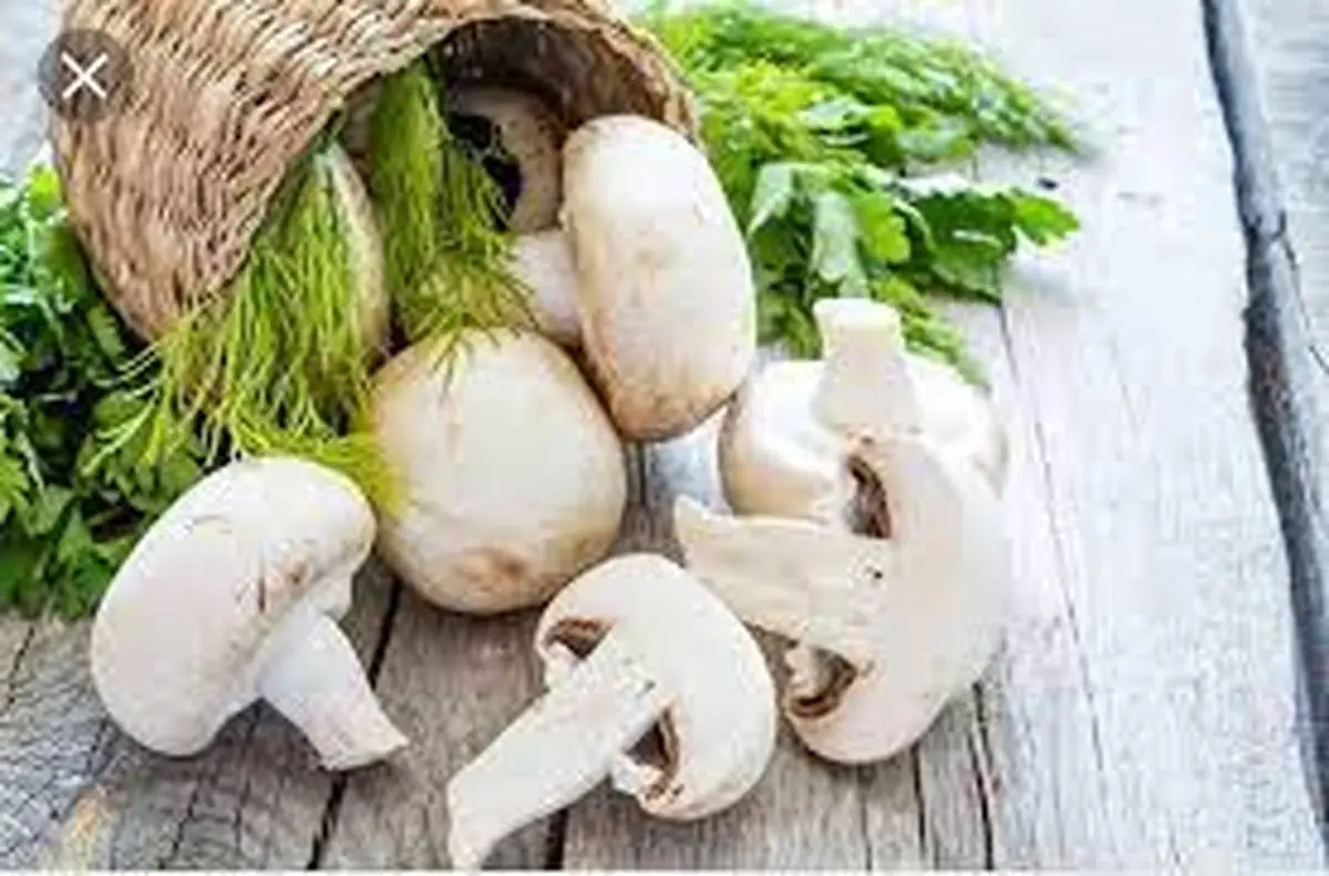 نگهداری و استفاده صحیح قارچ