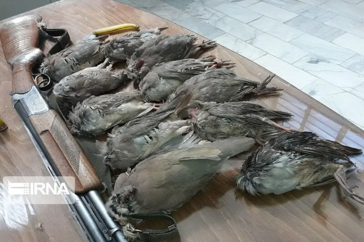 21 شکارچی غیرمجاز در مازندران بازداشت شدند