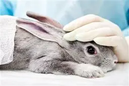 کشتار زجرآور حیوانات در صنعت لوازم آرایشی! 