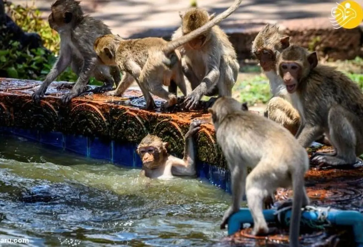 میمون‌ | عقیم سازی میمون‌ها در تایلند به منظور کاهش جمعیت آنان +تصاویر