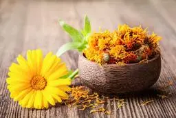 معجزه درمان دیابت و آرتروز با گل همیشه بهار | دیابت و آرتروز را با این گل ریشه‌کن کنید 