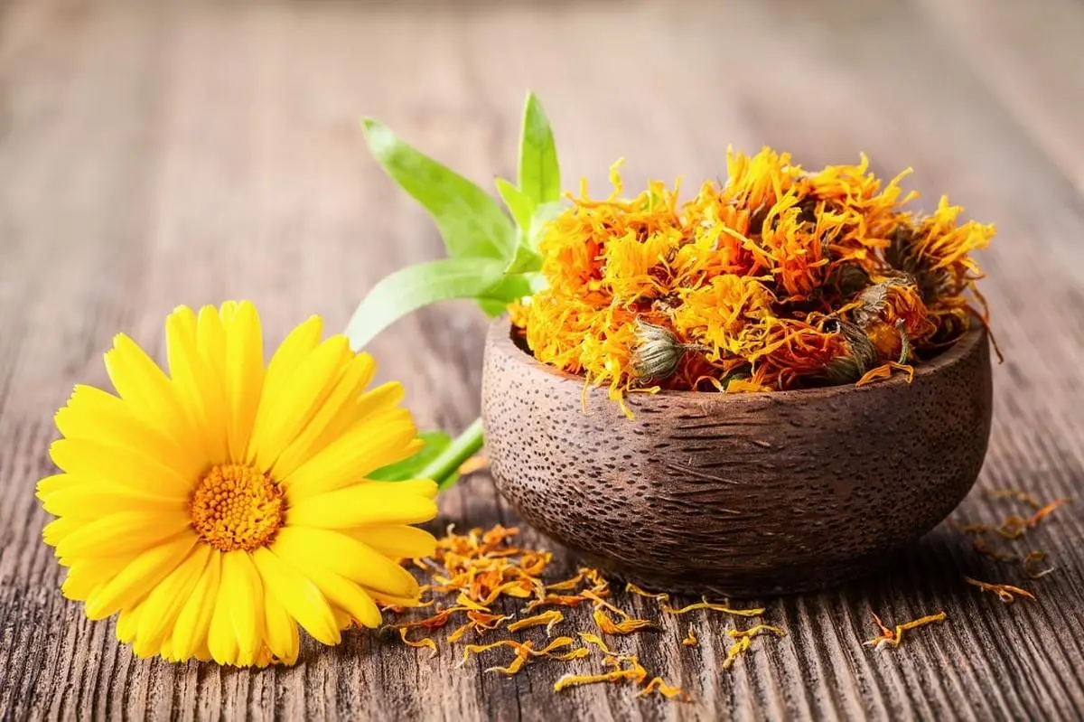 معجزه درمان دیابت و آرتروز با گل همیشه بهار | دیابت و آرتروز را با این گل ریشه‌کن کنید 