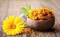 معجزه درمان دیابت و آرتروز با گل همیشه بهار | دیابت و آرتروز را با این گل ریشه‌کن کنید 