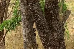 تست بینایی | با این تست بینایی چشمان خود را محک بزنید! + پاسخ