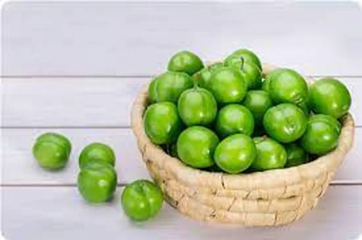 ترفند کاشت گوجه سبز در گلدان خانگی | توی خونه یه گلدون گوجه سبز درشت خوشمزه داشته باش