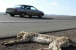 مخالفت محیط زیست با ساخت محور بشرویه در زیستگاه یوزپلنگ آسیایی