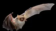 دانشمندان هندی نوع دیگری از ویروس کرونا را در خفاش‌ها یافتند 