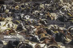 عشایر ایل سنگسری + عکس