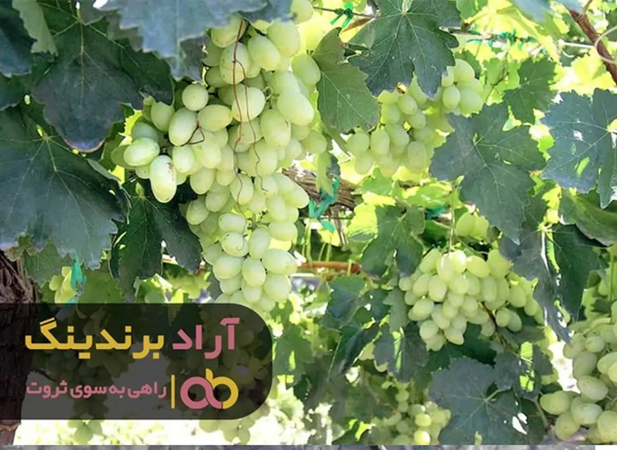 بهترین زمان برای پولدارشدن و رسیدن به موفقیت