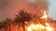  آتش سوزی  به هفت هکتار از نخلستان‌های نیکشهر خسارت زد