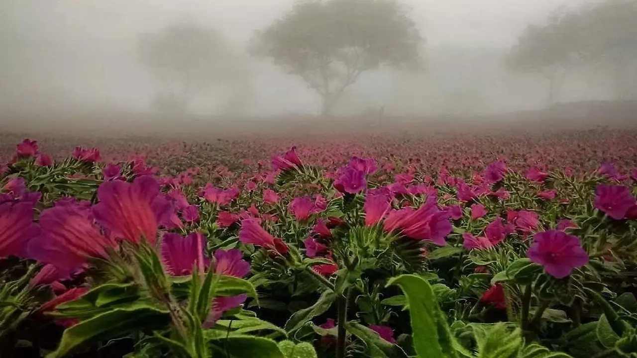 صحنه زیبا از برداشت گل گاو زبان در اشکورات گیلان | زیبایی خیره کننده زمین پر از گل گاو زبان +ویدئو