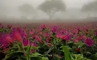 صحنه زیبا از برداشت گل گاو زبان در اشکورات گیلان | زیبایی خیره کننده زمین پر از گل گاو زبان +ویدئو