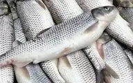 قیمت ماهی دربازار +جدول  |  افزایش ۲۰ هزار تومانی قیمت ماهی سفید
 