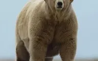 آلبرت چاق، چاق‌ترین خرس قطبی نر غول‌پیکر