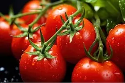 اگه میخوای بوته گوجه فرنگی پربار داشته باشی ببین | با این روش گوجه فرنگی هات غوغا می‌کنه +ویدئو