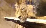 حال «هیرمان» در باغ‌وحش ارم خوب نیست + ویدئو