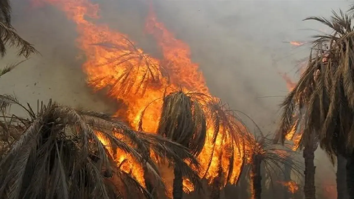  آتش،  هزار نخل خرمای اروندکنار آبادان را ازبین برد