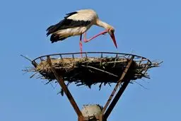 مریوان شهر لک لک ها | مهاجرت لک لک ها در اردیبهشت