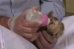 لحظات دومین شیر خوردن توله یوزهای ایران+ویدئو 